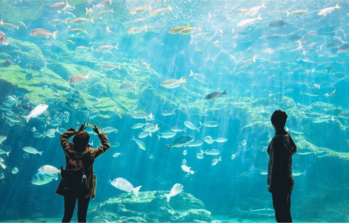 deux personnes qui regardent des poissons