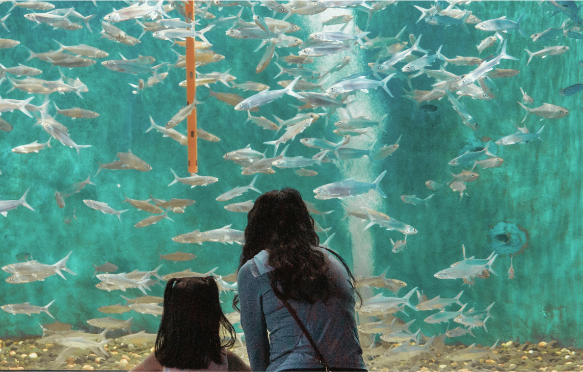 deux personnes qui regardent des poissons
